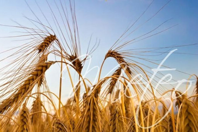 Previsioni Meteo Siena, campo di grano