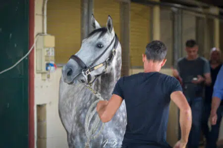 Palio di Siena, l’orario delle visite dei 136 cavalli iscritti per l’ammissione all’Albo del Protocollo 2023