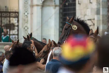 Palio di Siena del 16 agosto 2022, le ipotesi sul lotto dei dieci cavalli al canape