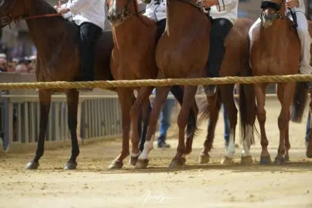 Palio di Siena 16 agosto 2026: Tratta, si sono corse le batterie