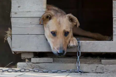 Mai più cani alla catena, giunta Toscana approva in via definitiva la disposizione Cane alla catena
