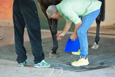 Palio, deliberato Veterinario Comunale e Commissione Veterinaria Previsite