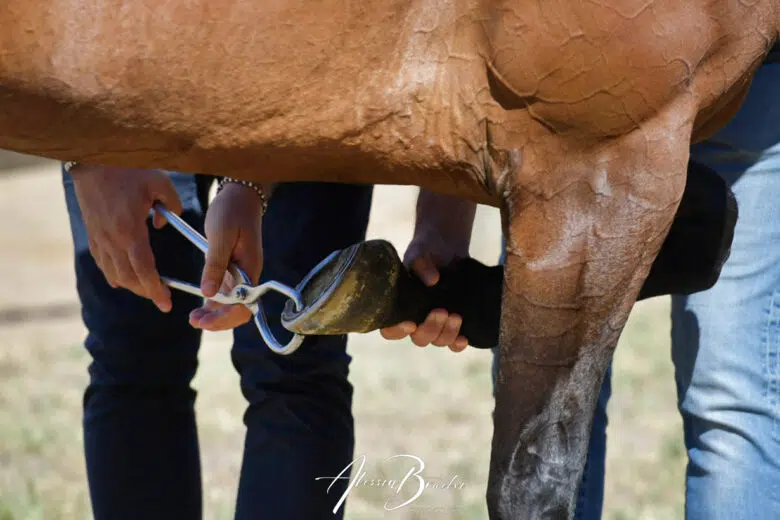 Protocollo Equino e Palii, la Giunta delibera: “Specifiche clausole nei rapporti con i professionisti veterinari” Cavallo alle previsite del Palio di Siena