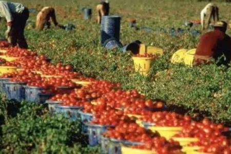 Istituito a Siena tavolo permanente provinciale per prevenzione e contrasto dello sfruttamento lavorativo in agricoltura
