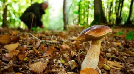 87enne cercatore di funghi si perde di notte nei boschi: ritrovato questa mattina in buone condizioni