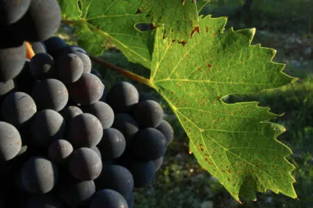 “Gestione del vigneto”, incontro di aggiornamento tecnico organizzato dal Consorzio Agrario di Siena