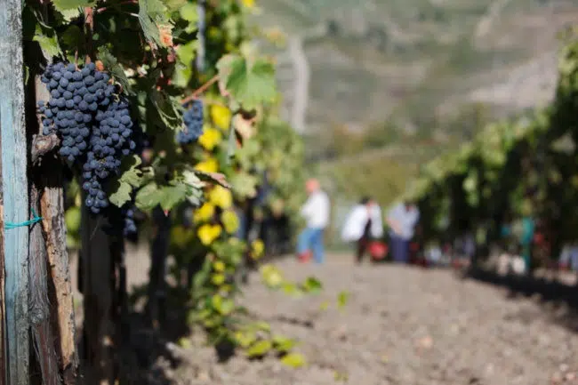 Vendemmia, Consorzio Vino Chianti: “Si preannuncia una grandissima annata, uva di alta qualità”
