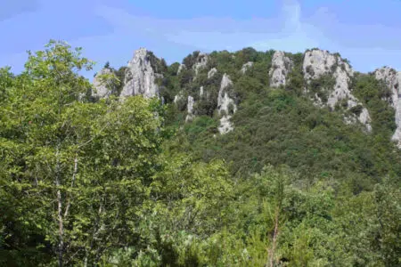 “Quale futuro per le foreste della Toscana?”, convegno del WWF a Monticiano