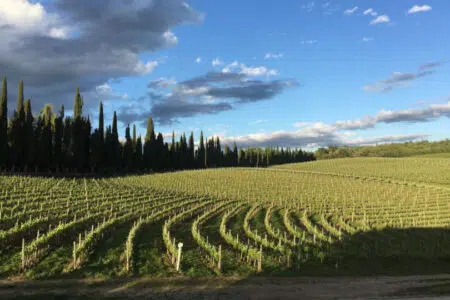 “Gestione sostenibile del vigneto”, incontro di aggiornamento organizzato dal Consorzio Agrario di Siena