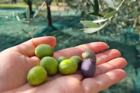 “Il primo olio e altro ancora”, l’appuntamento a Montisi