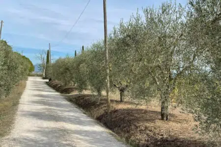 A Montepulciano si cammina tra gli olivi nelle campagne di Acquaviva