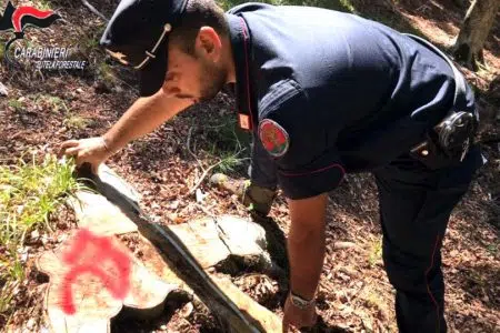 Tagli boschivi, intensa l’attività di controllo dei Carabinieri Forestali della provincia di Siena Carabiniere Forestale accerta taglio abusivo