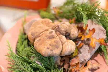 “Un Tartufo per la Pace 2022” alla Fondazione Simonetta Seràgnoli che assiste bambini nei Paesi più poveri del mondo