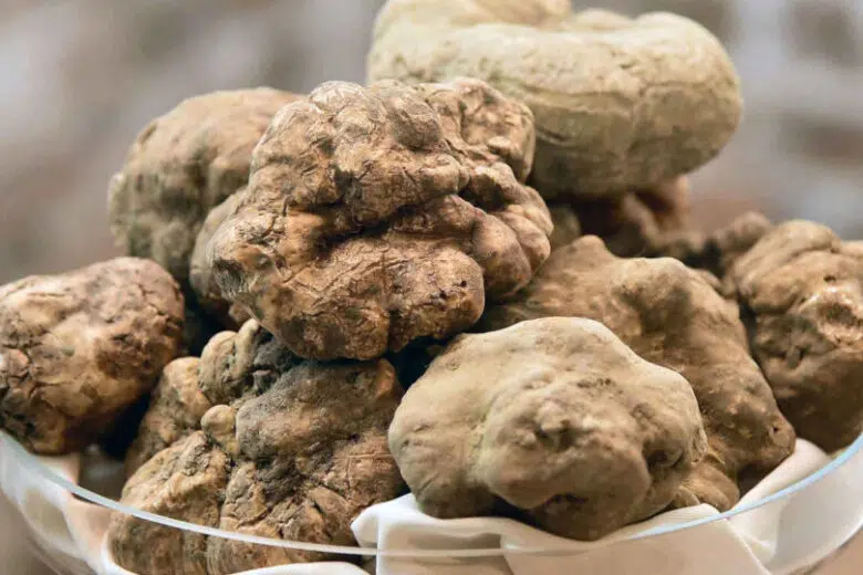 Agroalimentare, in arrivo in Toscana la nuova legge sulla cerca e raccolta del tartufo