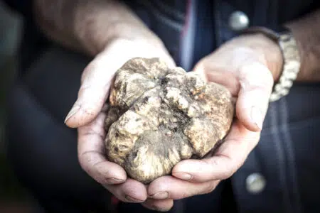 Il Tartufo Bianco delle Crete Senesi vi aspetta a tavola