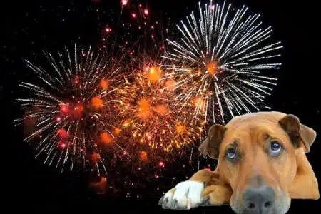 Castelnuovo: appello e vademecum del Comune per un uso consapevole dei botti di Capodanno
