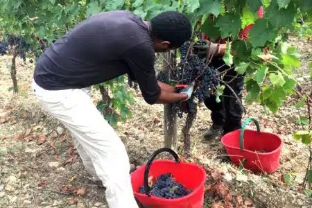 Lavoratori agricoli: in provincia di Siena i dipendenti sono quasi 13.000