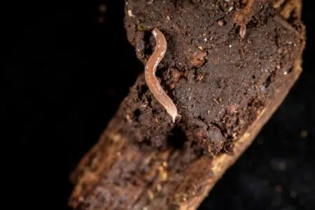 Scoperta una specie sconosciuta alla scienza nella serra del MUSE: è Barkeriella museensis, una lumachina di 2 centimetri – VIDEO