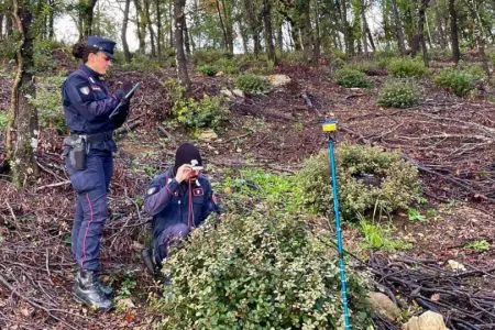 Irregolarità in due cantieri forestali: un denunciato e sanzioni per oltre 100 mila euro Carabinieri Forestali di Siena, tagli boschivi