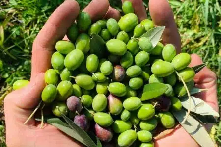 Olivicoltura, in Toscana oltre 1,2 mln di euro di contributi Ue per programmi organizzazioni produttori