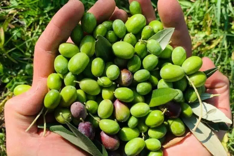 Olivicoltura, in Toscana oltre 1,2 mln di euro di contributi Ue per programmi organizzazioni produttori