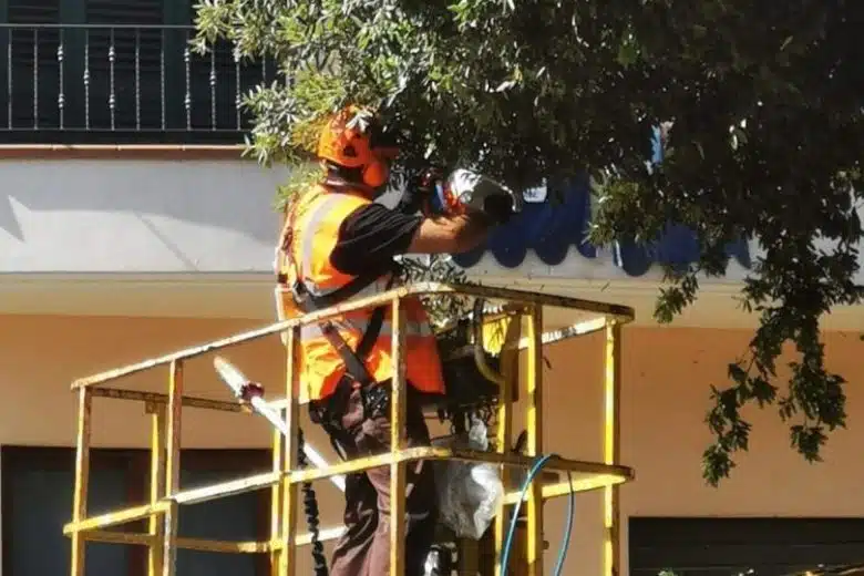 Siena, via alla manutenzione degli alberi in via Mameli