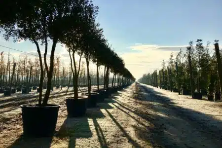 Nuove piante in viale Toscana ad Arbia in sostituzione delle vecchie ammalorate