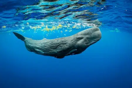 Siena Awards Photo Festival: pronti per una nuova edizione ancora più aperta al territorio