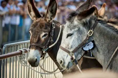 Torrita di Siena: verso la Corsa del 66° Palio dei Somari