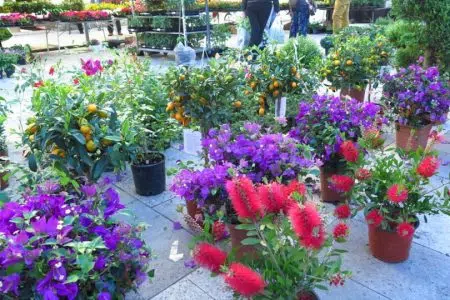 “Cetona in Fiore” torna la mostra-mercato di piante e fiori