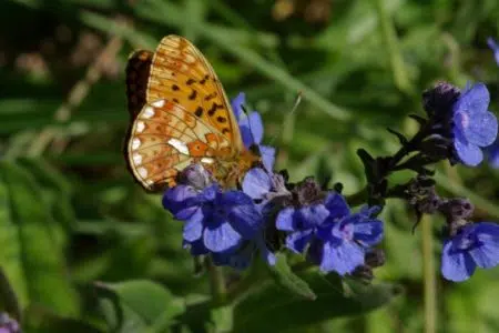 Biodiversità e territorio: un convegno apre la rassegna universitaria Musei in Festa Farfalla