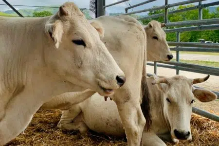 Vitellone Bianco Appennino Centrale IGP: a Bettolle con il laboratorio “Ri-conoscere la Chianina” Vitellone bianco, Chianina