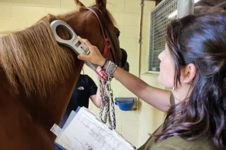 L’impegno dei veterinari dell’Asl Tse per il Palio di Siena Veterinari Asl Tse Palio di Siena, Anna Carone