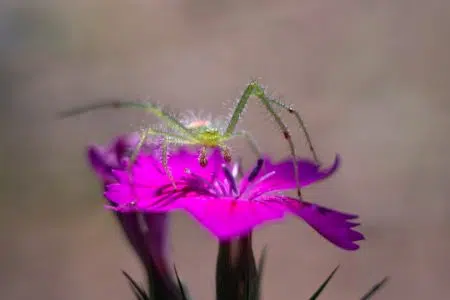 Accademia dei Fisiocritici: metamorfosi animali, lucciole e foto naturalistiche Insetto su fiore