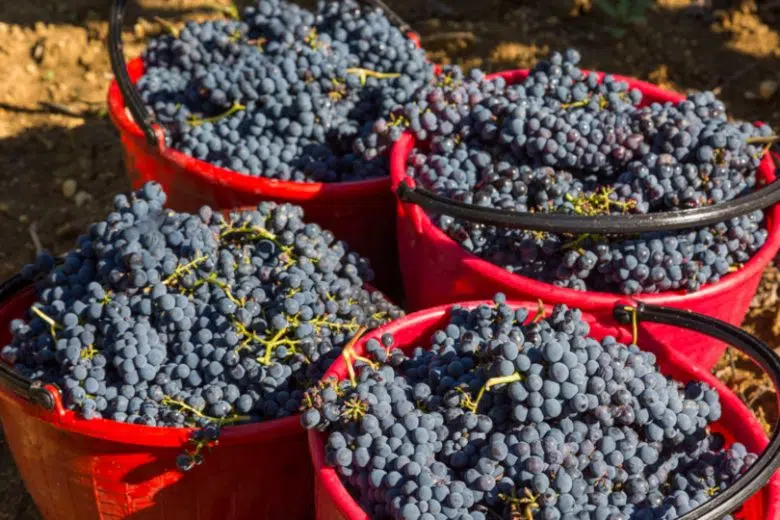 Consorzio Brunello, il 15 luglio la 2ª edizione di Red Montalcino Brunello di Montalcino, vendemmia, raccolta uva