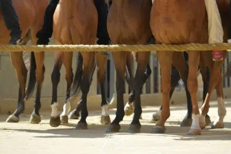 Palio di Siena 2 luglio 2024: le batterie della Tratta Palio di Siena 2 luglio 2023, cavalli al canape