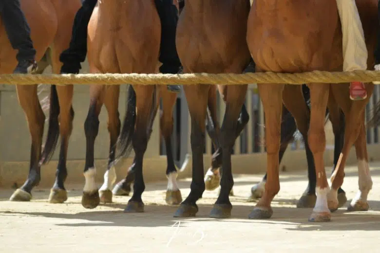 Palio di Siena 2 luglio 2023, cavalli al canape