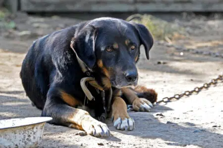 Mai più cani alla catena, la Toscana modifica il regolamento Cane legato alla catena