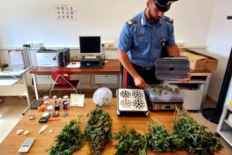Carabinieri di Poggibonsi trovano serra per produzione stupefacenti Gli stupefacenti sequestrati dai Carabinieri della Stazione di Poggibonsi