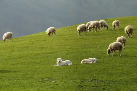 Danni da predazione, bando in Toscana per gli indennizzi agli allevatori Gregge di pecore al pascolo