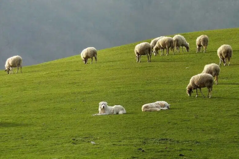 Danni da predazione, bando in Toscana per gli indennizzi agli allevatori Gregge di pecore al pascolo