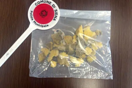 Spugne fritte rinvenute in zona via Campansi a Siena Spugne fritte rinvenute dalla Polizia Municipale di Siena