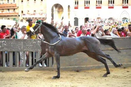 Palio di Siena del 16 agosto 2023, TRIONFA L’OCA Palio di Siena del 16 agosto 2023, arrivo Oca