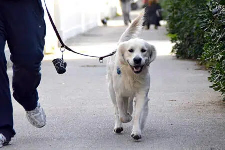 Deiezioni cani, a Siena ordinanza del Sindaco con regole più stringenti Cane al passeggio al guinzaglio con sacchetti raccolta deiezioni