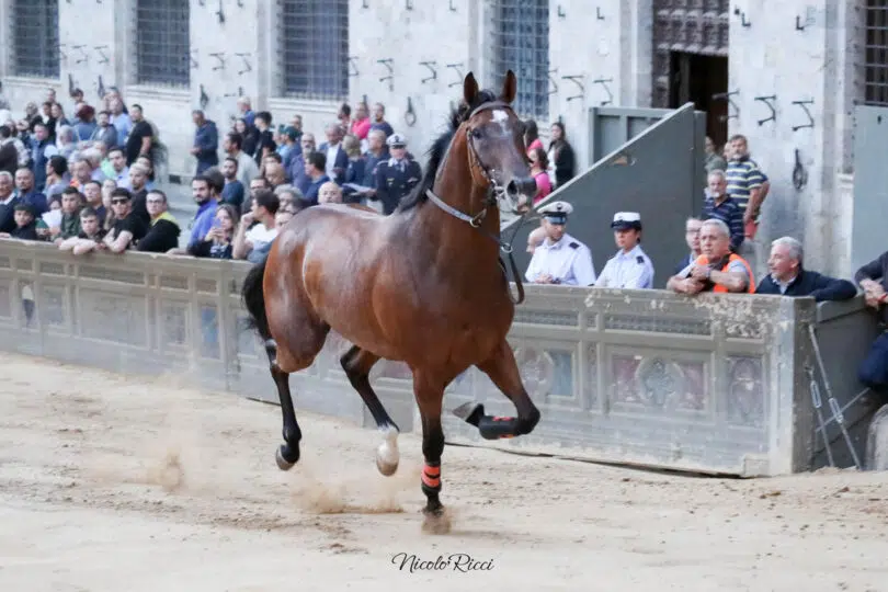 palio-agosto-2023-prove-di-notte-1-01