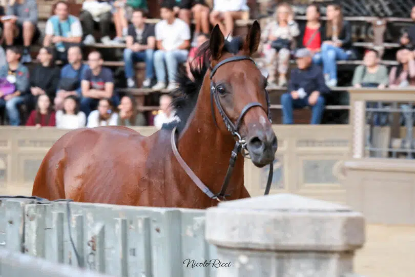 palio-agosto-2023-prove-di-notte-1-06