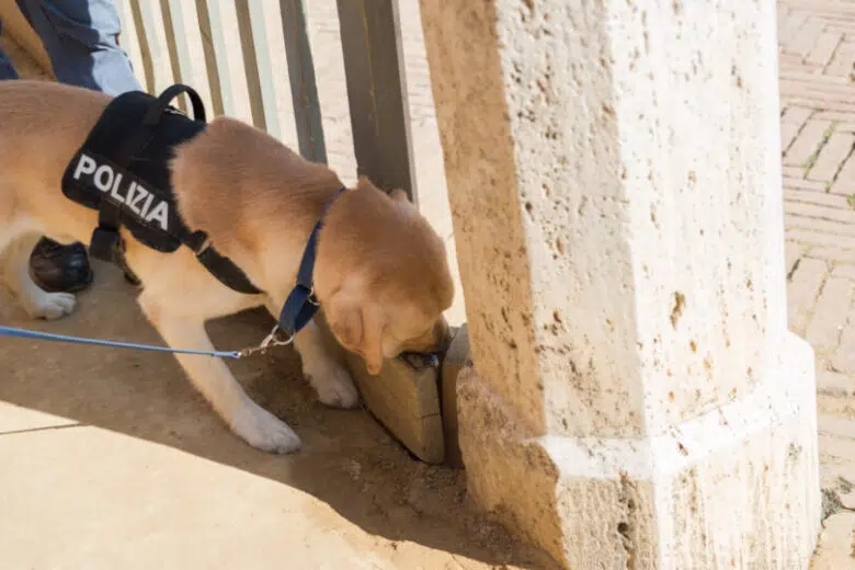 Palio di Siena, cane della Polizia cinofila