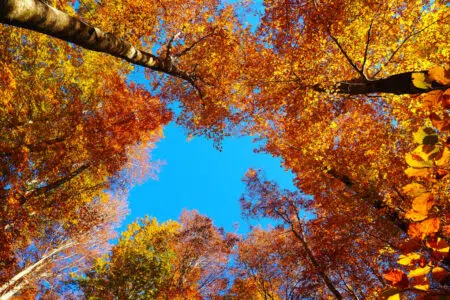 Cromatismi d’autunno, a Sarteano la mostra sul foliage dell’Amiata Cromatismi d'autunno, mostra Sarteano, alberi Amiata