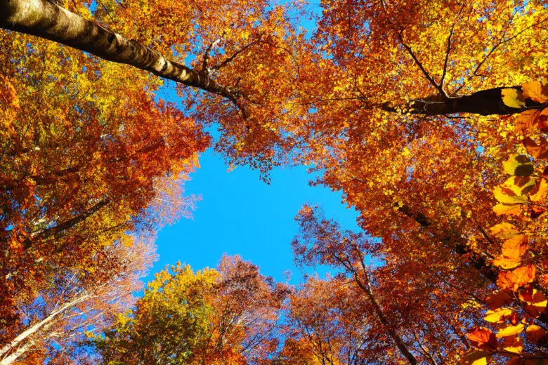 Cromatismi d’autunno, a Sarteano la mostra sul foliage dell’Amiata Cromatismi d'autunno, mostra Sarteano, alberi Amiata