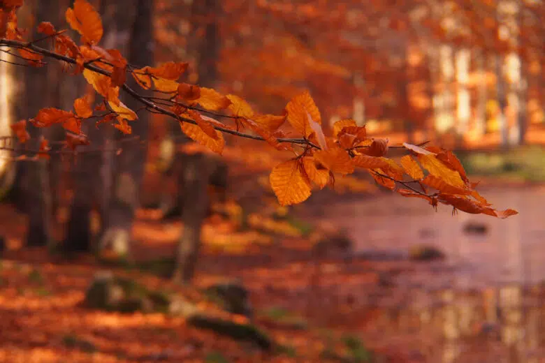 Cromatismi d'autunno, mostra Sarteano, foglie Amiata